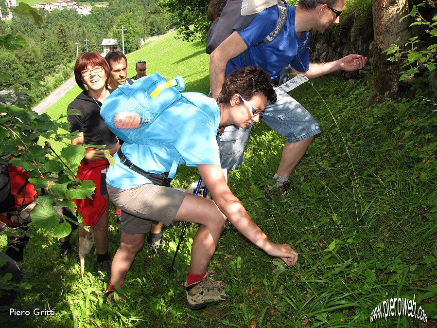 10 Fragoline di bosco.jpg